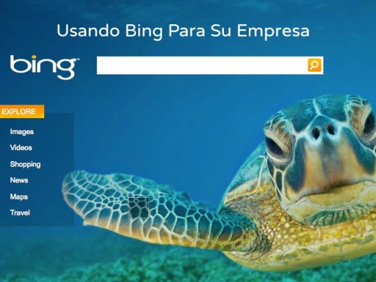 bing_seaturtle