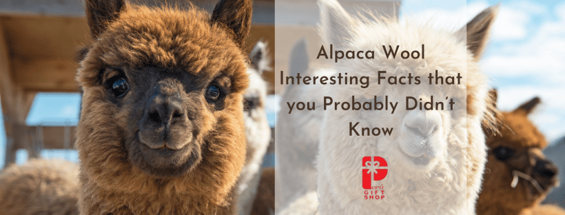 Alpaca Wool Fact